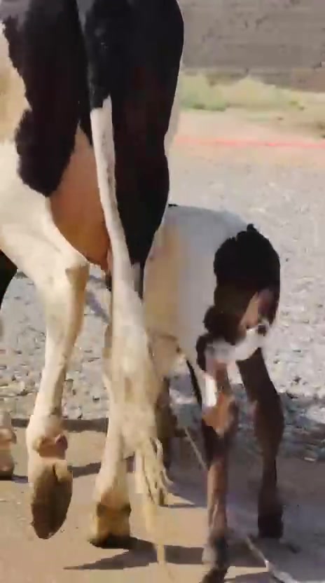 سلام عليكم بجر رقوث على كل عيب حوليه وراه حوليه ولاده اليوم الرابع مال جناي البارحه من جناي المغرب جبنه دشر حوليه وراه درجه اولى خط اول هولشتاي المكان الشرقاط قريه شكرا ***********
