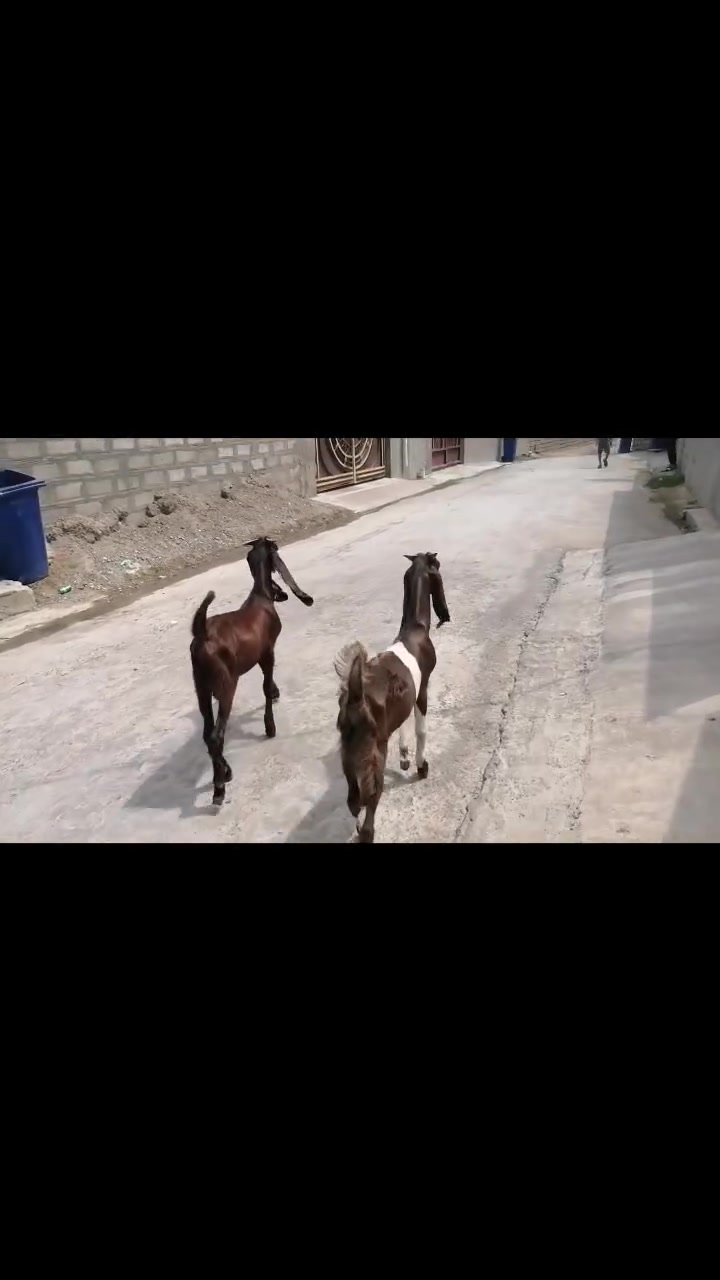 يوجد جدايه للبيع ***********

