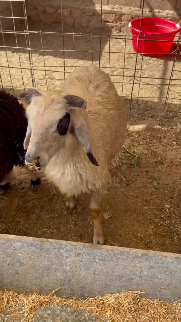 ٣ طليان • فطيمة • قريه جريجب