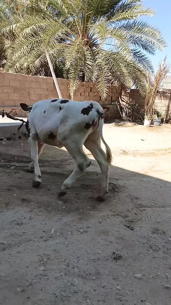 للبيع
استفسار اكثر اتصل 
***********
