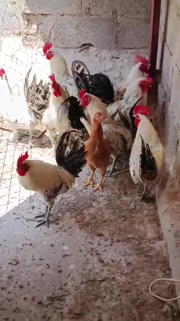 ديوكه فيومي • شرط النصاح • نضيفات