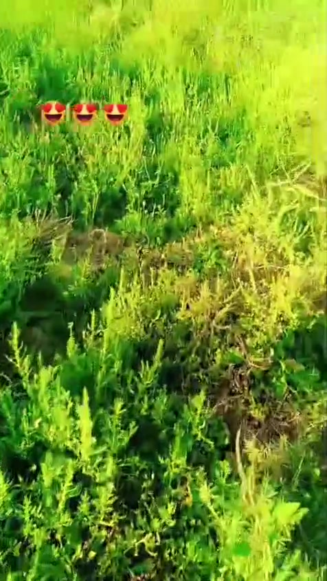 دار للبيع • ٢ دونم • كافة الخدمات