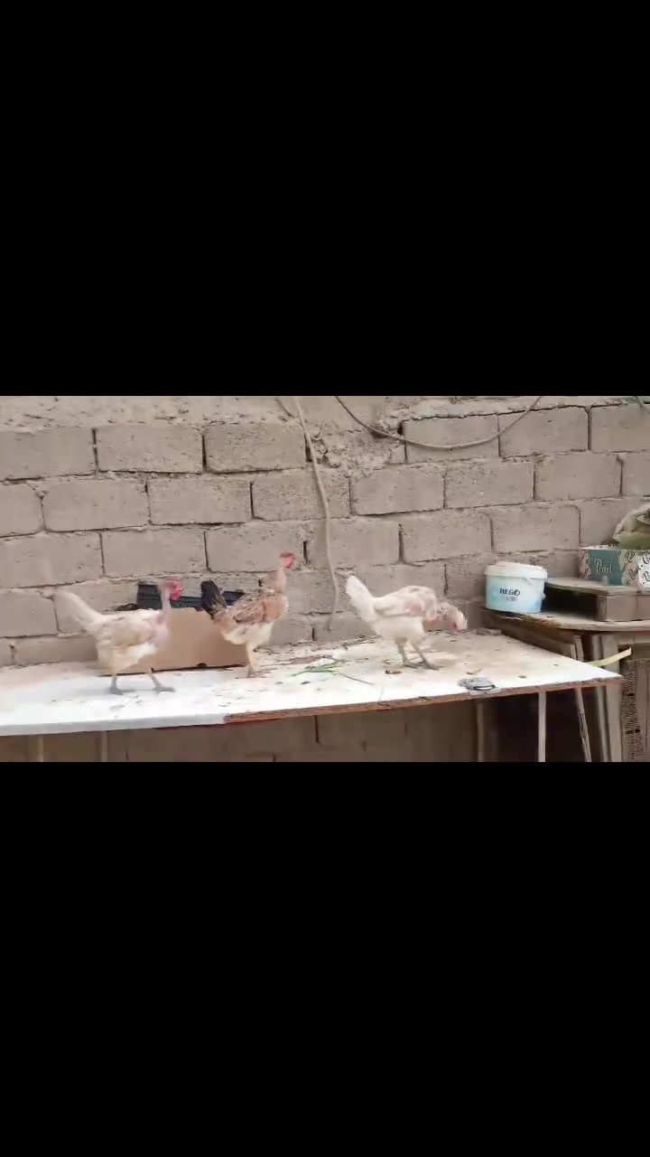 ٣قطع • امهات • ارگيبه