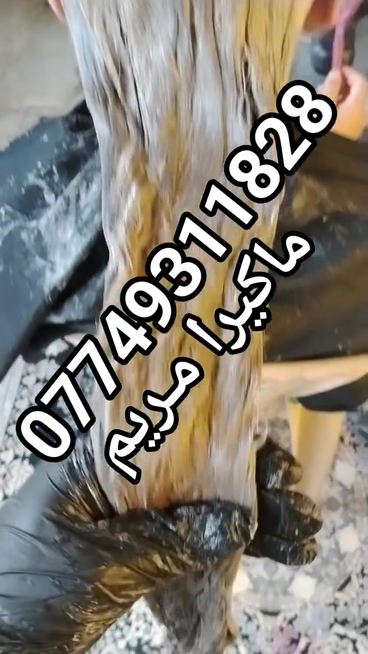 صبغات ايطالية • هايلايت • ماكيرا مريم