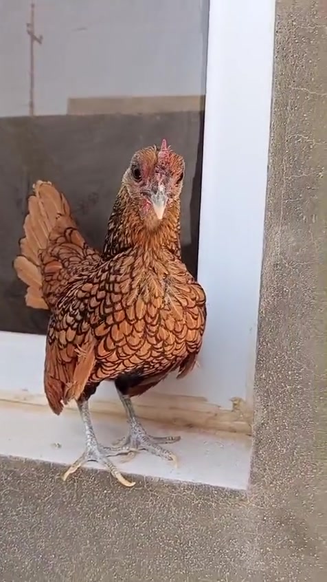 دجاجه اسبانيه دمويه بالغه للبيع خاص او ***********
