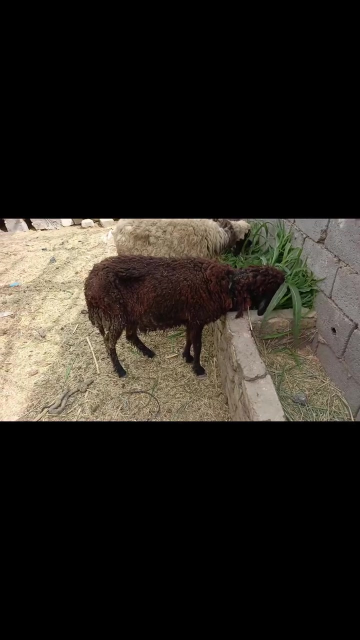 للبيع • صاحيه • فول