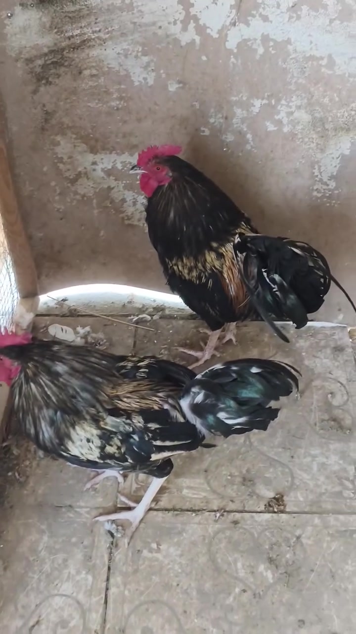 ديوكه • ٢ قطع • السدة العلكايه