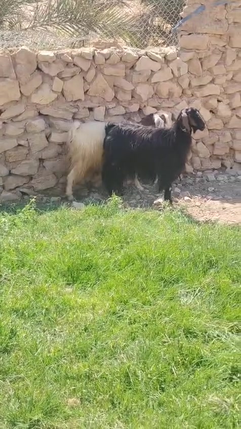 سلام عليكم. اخوان متاح جذاع ثنين مآلات جنية كامل مواصفات الجنية خشان فول شرط النصاح سن وشطر ونصاح ع كل عيب سعر الزوج ب ٦٠٠ مكان حديثة حقلانية يوجد توصيل حسب الاتفاق للاستفسار الاتصال على الرقم ***********
