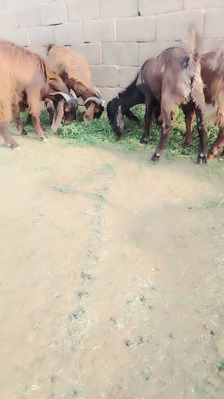 افحل • ١٨رأس • ماكو توصيل