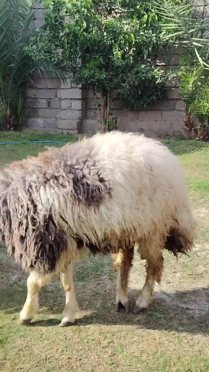 دجاج • للبيع • صلاح الدين بيجي