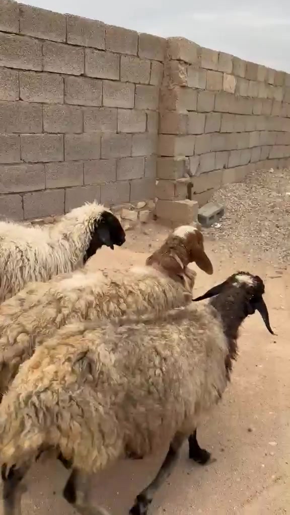 ٣ نعاج • كبار • حديثة