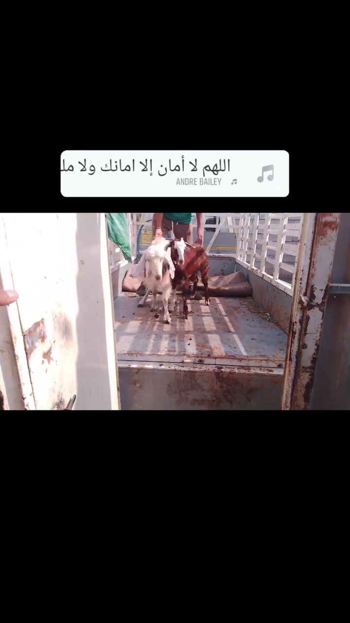 البيضه • هي وبته • حلال