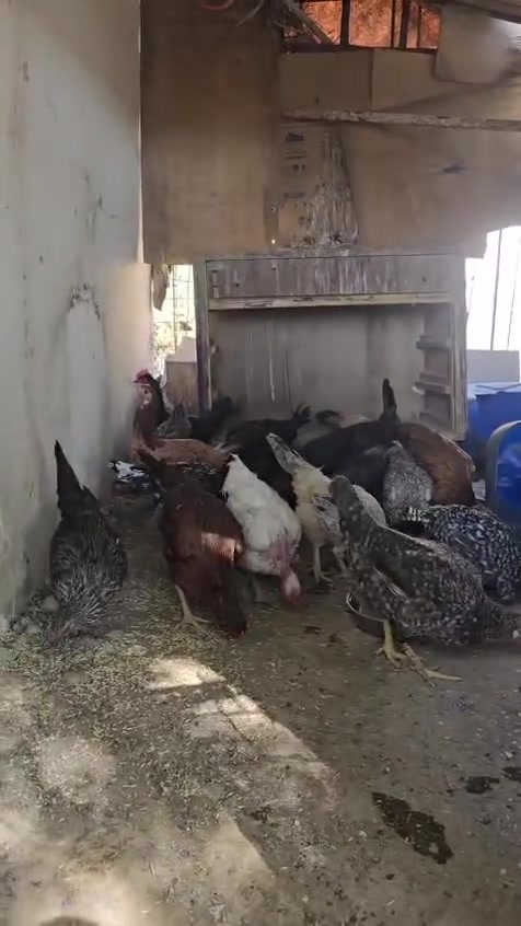 دجاج • عرب أصلي • ٢٠ دجاجه