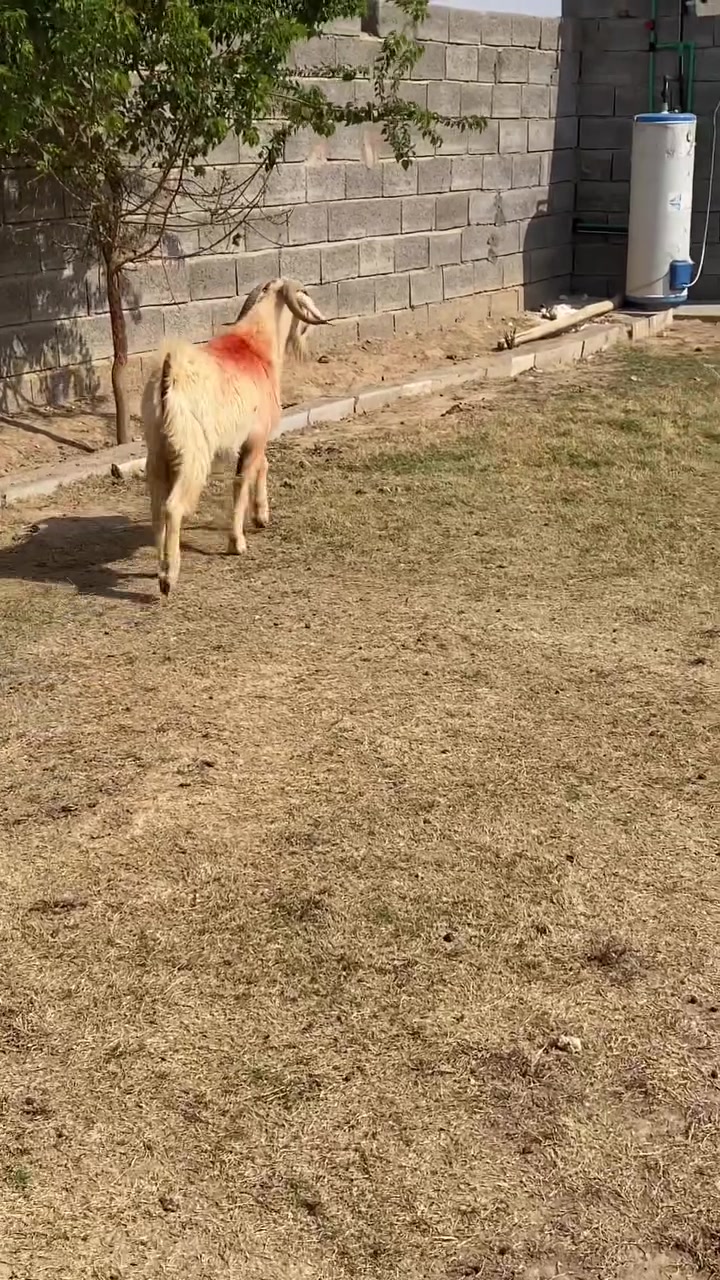 جدي • فحل • حديثه بني داهر