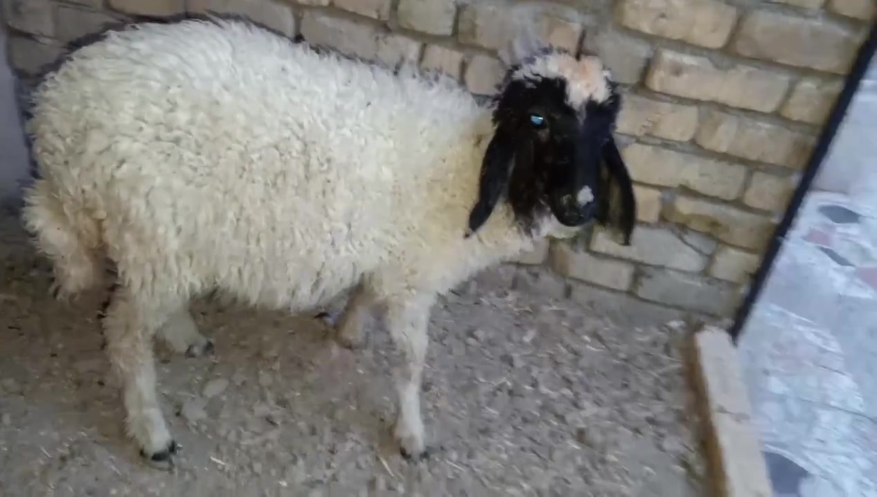 طليه نثيه سمينه شرط الصحاه والنشاط ترهم جني ونذر 

وهديه وگصابه السعر 250 بيهه مجال للشراي مكاني قضاء 

الفهود والشراي يدلل ***********
