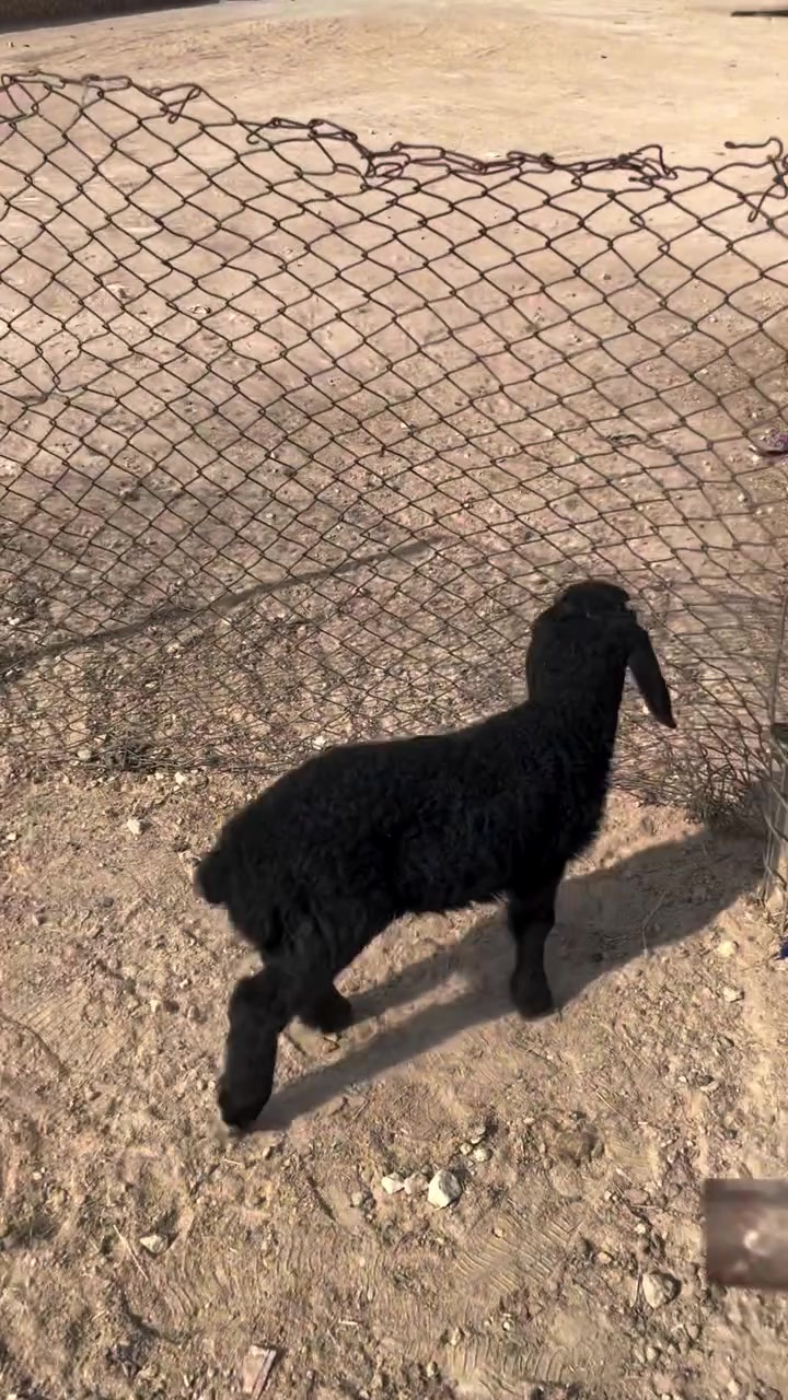 طلي • الأنبار حديثه • توصيل