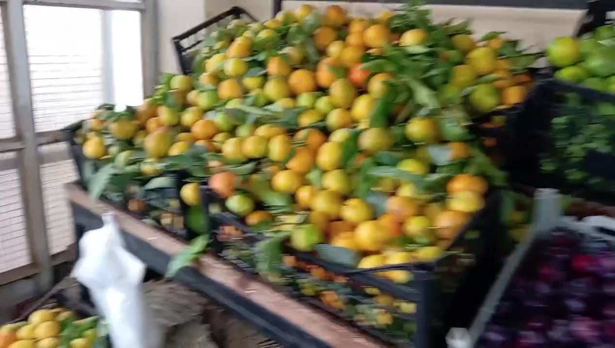 طماطه • خضار وفواكه • علوة القريه