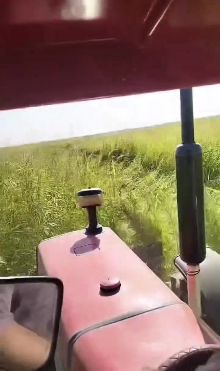 حاصوده سمسم للبيع
عراقيه 
***********
