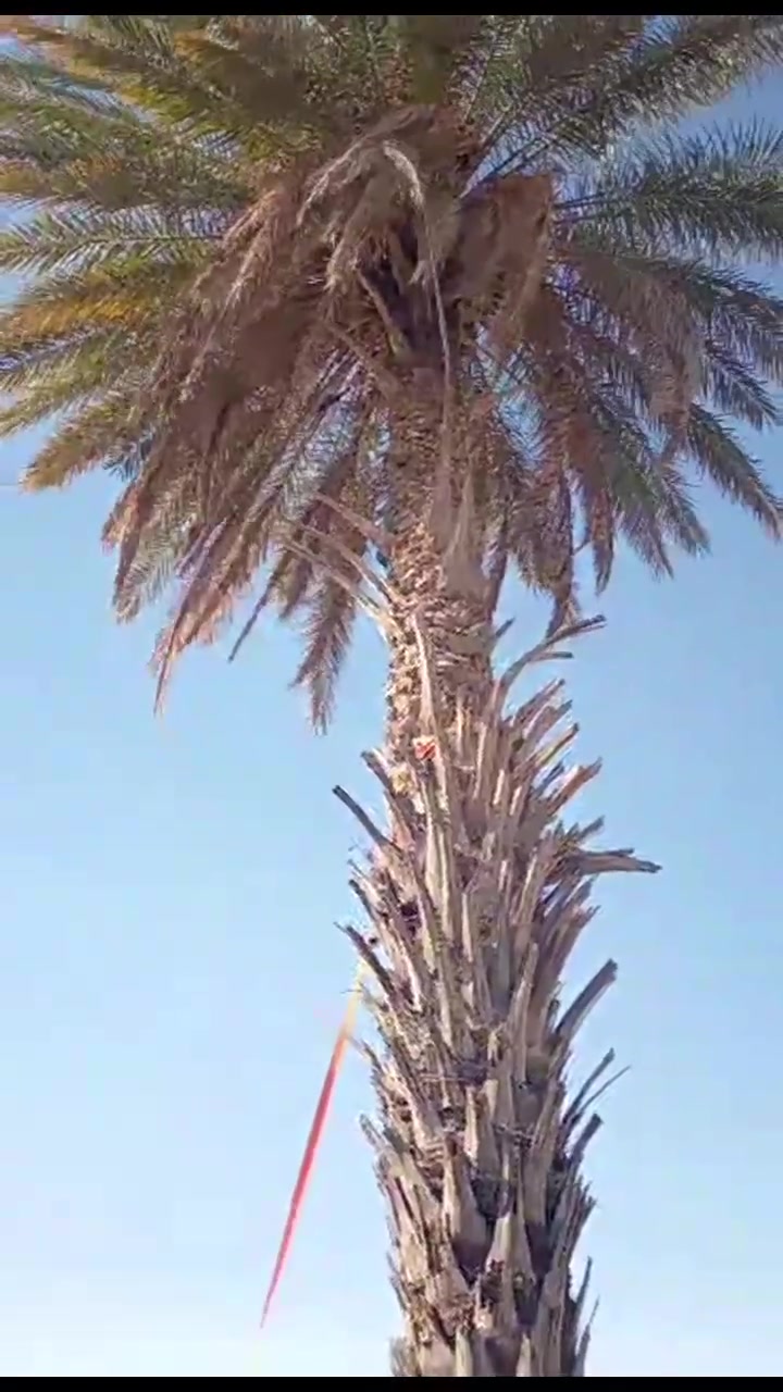 تقطيع أشجار • نخيل تمر • شجر السدر