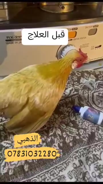 السلام عليكم ورحمه الله وبركاته اعزائي المتابعين 🌷
نشرحلكم اليوم عن علاج فلور باز قاهر التنفسيه.
فلور باز  من المضادات الحيوية ذات التأثير الواسع الطيف و بالتالي يستخدم لعلاج الحالات التالية:
⭐ الاصابة بالتهابات الجهاز الهضمي و الجهاز التنفسي.
⭐ مرض الرشح المزمن (CRD).
⭐ التهابات الامعاء المختلفة.
⭐ الاسهالات الجرثومية.
⭐ حالات التهاب كيس المح.
⭐ التهاب السرة.
⭐ التهابات البريتون.
⭐ التهاب الامعاء النخري . 
⭐ التهابات الجيوب.
⭐ التهابات الرئة و الممرات التنفسية . 
⭐ يعالج مرض المايكوبلازما اتتفاخ العيون ودموع العين . 
🛡️ طريقه الاستخدام 🐔
في بدايه الامر يعزل الطائر بعيدا عن التيارات الهوائيه والرطوبه واعطاء فيتامين سي مع براسيتول بالماء ١ غم بلتر من الماء والقيام بتغييره يوميا . وعند امتناع المصاب عن الاكل يجب وضع الاكل بالفم بكميات صغيره تدريجيا . 
الكتاكيت قطره بالفم كل 12 ساعه 
 في حال ورم او دموع العين يعطى قطره بالفم وقطره في كل عين كل 12 ساعه 
------------------------------------------
الفروج ٣ قطرات بالفم كل 12 ساعه 
في حال ورم او دموع العين يعطى 3 قطرات بالفم وقطره في كل عين كل 12 ساعه .
------------------------------------------
الامهات ٥ قطرات بالفم كل 12 ساعه 
في حال ورم او دموع العين يعطى 5 قطرات بالفم وقطرة في كل عين كل 12 ساعه 
------------------------------------------
مده الكورس 5 ايام
تنشيف العين في حاله الدموع قبل استخدام العلاج 
يعالج الحاله في بدايتها 
طريقه الحفظ في مكان بارد درجه ٢٥ مئويه .
يوزع على شكل قطارات ٥٠ مل 
المكان🌍 #الرميثه رقم📞 ***********

نص مكتوب في الصور:
- *********** الذهبي