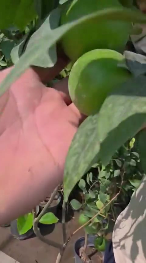 برتقال عراقي🍊✅

أجود أنواع البرتقال في العراق والعالم هم شكل وهم يفتح النفس ، 

متوفر لدى مشتل زهور الربيع 🌱
جملة - مفرد
حامل للثمر 🍊🍊
الإرتفاع مــــــــترين 🍊🍊
السعر //15 ألف 
خدمة التوصيل بغداد فقط 🚖
للحجز والاستفسار يرجى أرسال رسالة على الخاص 
أو يمكنكم مراسلتنا بأرسال رسالة على الرقم التالي 
***********
