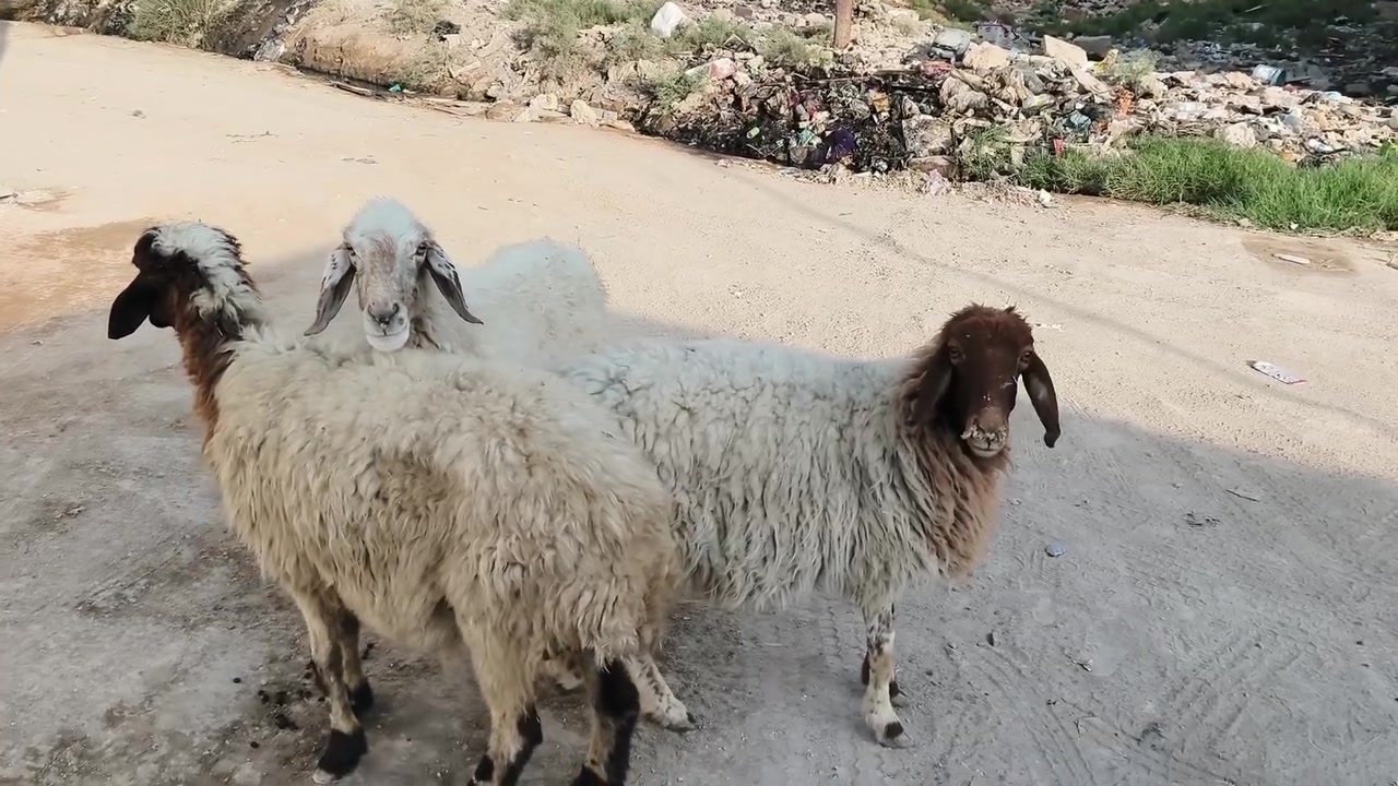 نعجات • ماخذات فحل • الديوانية