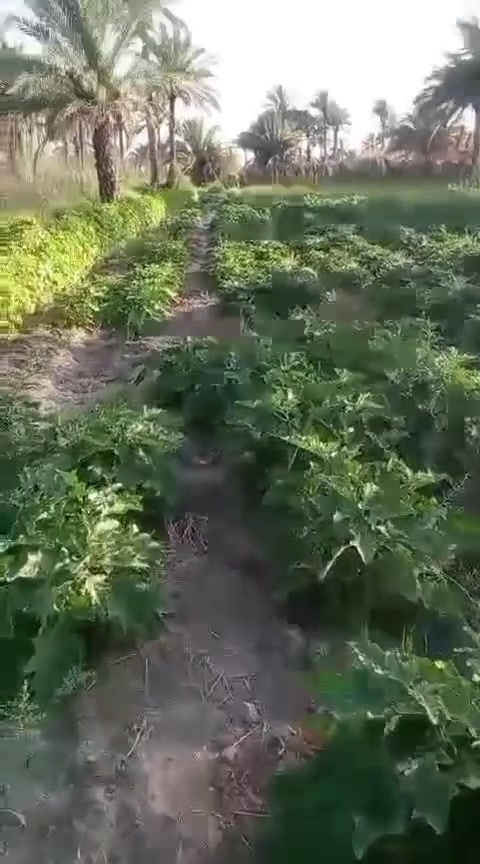 ارض طابو زراعي اثنين دونم البيع متوفر كافة الخدمات بابل قضاء الكفل منطقة الشهابية على شارع حله كوفة بين الناحية الكفل وجسر ام عباسيات معمل ببسي الكوفة سعر الدونم 25 مليون جوه سعر اب خمسه مليون التواصل على الرقم بي واتساب ***********

