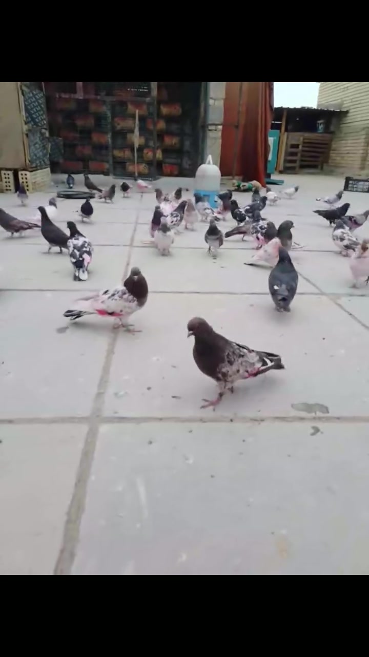 طيور طايرة • النهروان • ٦٠ طير