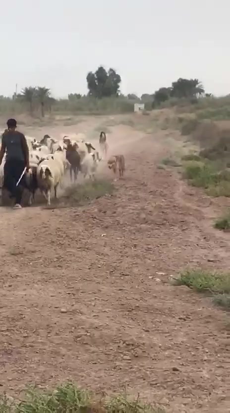 بسماية • ٢٥ دونم • طابو صرف