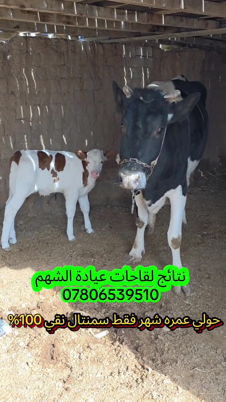 نتائج التلقيح الاصطناعي في عيادة الشهم البيطرية 🐄🔥

شوف الفرق بنفسك! 👇
العمر شهر ➜ وبعد 5 أشهر
والفرق بالحجم والنمو واضح جداً 💪🐄

🔹 من أهم مزايا التلقيح الاصطناعي:
يوفّر لك فرصة الحصول على سلالات محسّنة وأحجام أكبر وإنتاج أفضل، بعيداً عن الاعتماد على الثيران المحلية وقلة توفر الثيران ذات الصفات الوراثية الممتازة، وكذلك يقلل من مشاكل الالتهابات والأمراض المرتبطة بالتلقيح الطبيعي.

💉 متوفر في عيادة الشهم البيطرية أجود أنواع القاحات المستوردة:

🥛 هولشتاين — حليب عالي الدسم
🐄 هولشتاين مجنس — إناث فقط لمن يرغب بإنتاج الإناث
🥩 سمنتال لحم — أصلي نقي 100%
🥛 سمنتال حليب — أصلي نقي 100%
🥛 فايكنك حليب
🥛 سويس براون
🥛 جيرسي — حليب عالي الدسم

🚜 ما عندك وسيلة نقل؟ لا تشيل هم!
متوفرة خدمة الوصول إلى باب البيت وتلقيح أبقارك بأسعار مناسبة.

📍 العنوان: كركوك – قضاء الحويجة – مقابل متنزه البلدية – مجاور طه للديكور
📞 للاستفسار والحجز: ***********

🐄❤️ عيادة الشهم البيطرية... لديكم، لا خوف عليكم.
#trending #trendingaudio #trendingsongs #reels #reelsvideo viralreels
