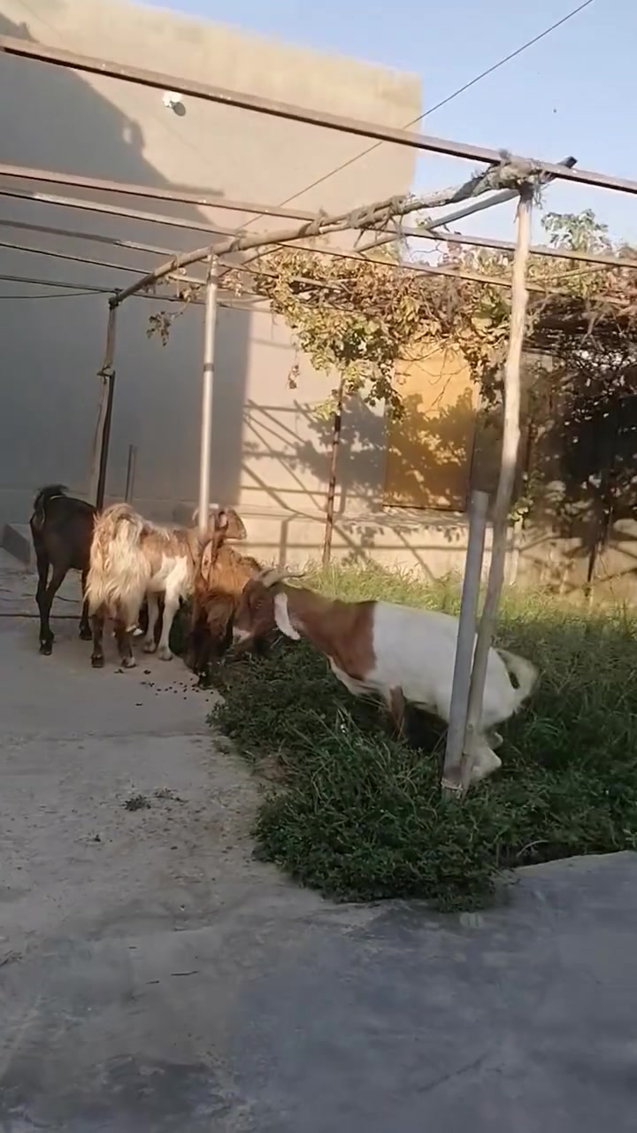 بسم الله ما شاء الله
#صخول العدد خمسه كشتير وربعه نثايه كلهن زغار وخشنات

ثلاثه مكفزات  وينهم الجناية المكان واسط الشحيميه قريه ١٠
***********
ملاحضه اخوان اشتري جميع المواشي وشتريد من ذبايح مال مناسبات مال ارباط عندي ولله يرزق الجميع
