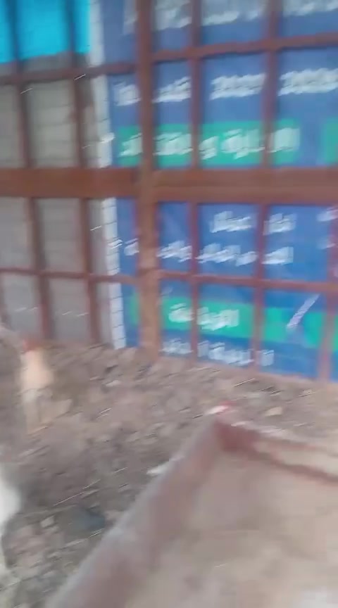 ديوكه • عرب