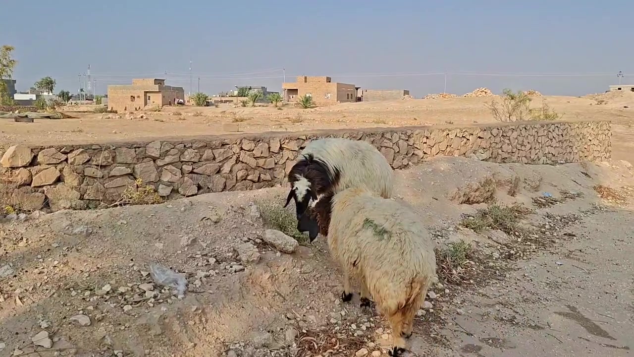 زوج ثنايا • شرط النصاح • واتساب