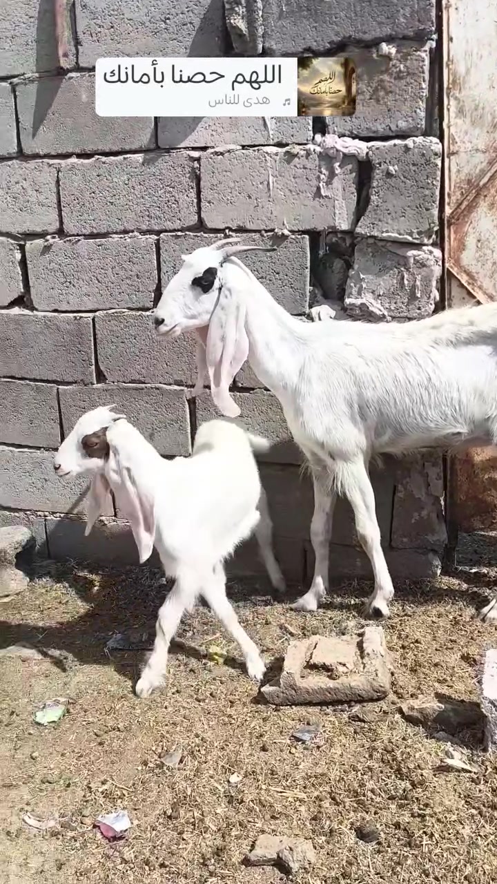 بسم الله وصلاه ع نبي محمد وآل محمد 🌺
متاح زوج  اعنوز اول بطن  اثنينهم اول  بطن 
عنوز مال  جنيه رقم واحد شرط النصاح سعرهن 
الزوج  630 بلاش جوه  السوك 
مال جنيه رقم واحد اخون  ترهم  تفريد  مكاني حديثه شيخ حديد يوجد توصيل حسب الاتفاق لشراي يتصل ويدلل 
***********
