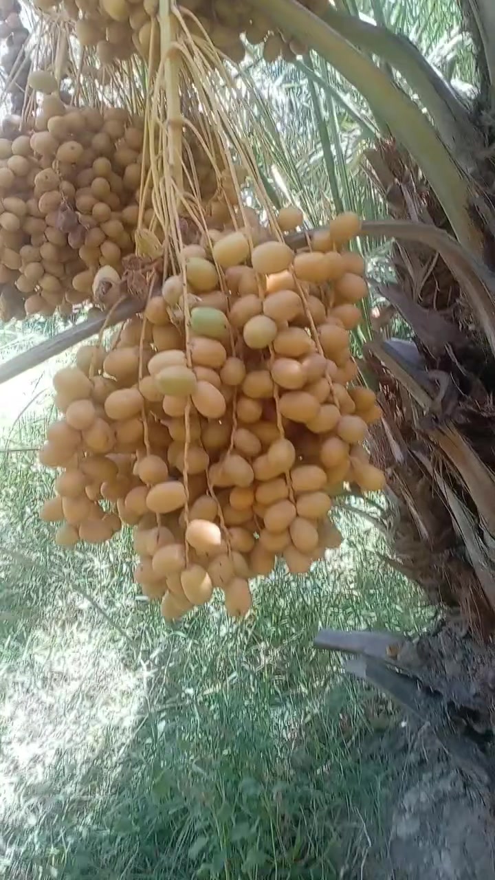 السلام عليكم ورحمة الله وبركاته
يتوفر فسائل مكتوم مجذر بالام وقلع
ويتوفر فسائل بلكات مجذر وقلع
ويتوفر فسائل شويثي اصفر
ويتوفر فسائل عمراني
ويتوفر فسائل سلطاني
ويتوفر فسائل شكر وخضراوي وزهدي وديري ب٤ مع القلع وبكميات كبيره
اليريد يجي خاص اويتصل ***********
ويتوفر توصيل لكافه محافظات العراق
ونتعهد بالصنف لحين الاثمار
ويتوفر وصل ضمان بالصنف
