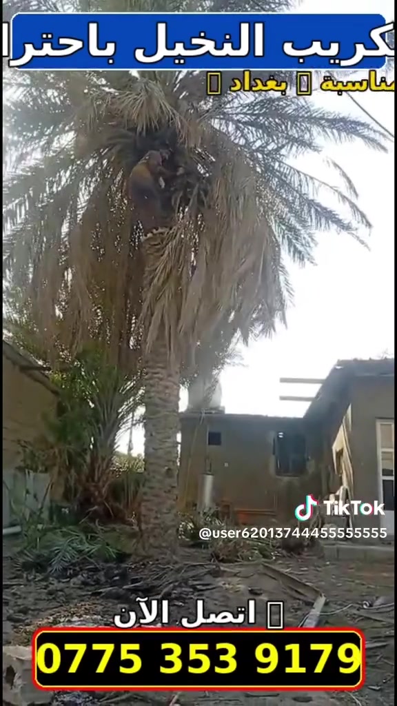 قطع النخيل
‏‪***********‬‏
