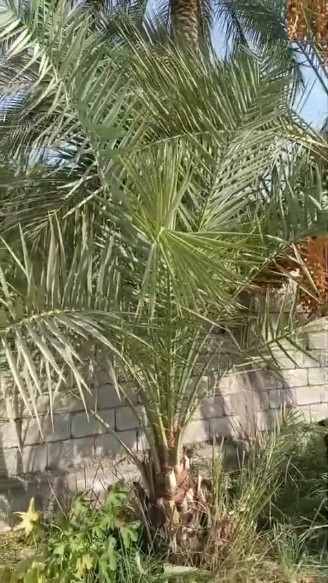 امايات نخل مكتوم العدد ٢ شلع الوحده هيه والفسيل الي وياها سعر الواحده ١٢٥وبيها مجال مكاني شيخ حمد
امايات نخل مكتوم العدد ٢ شلع الوحده هيه والفسيل الي وياها سعر الواحده ١٢٥وبيها مجال مكاني شيخ حمد 
الاستفسار *********** بي واتساب مفتوح
