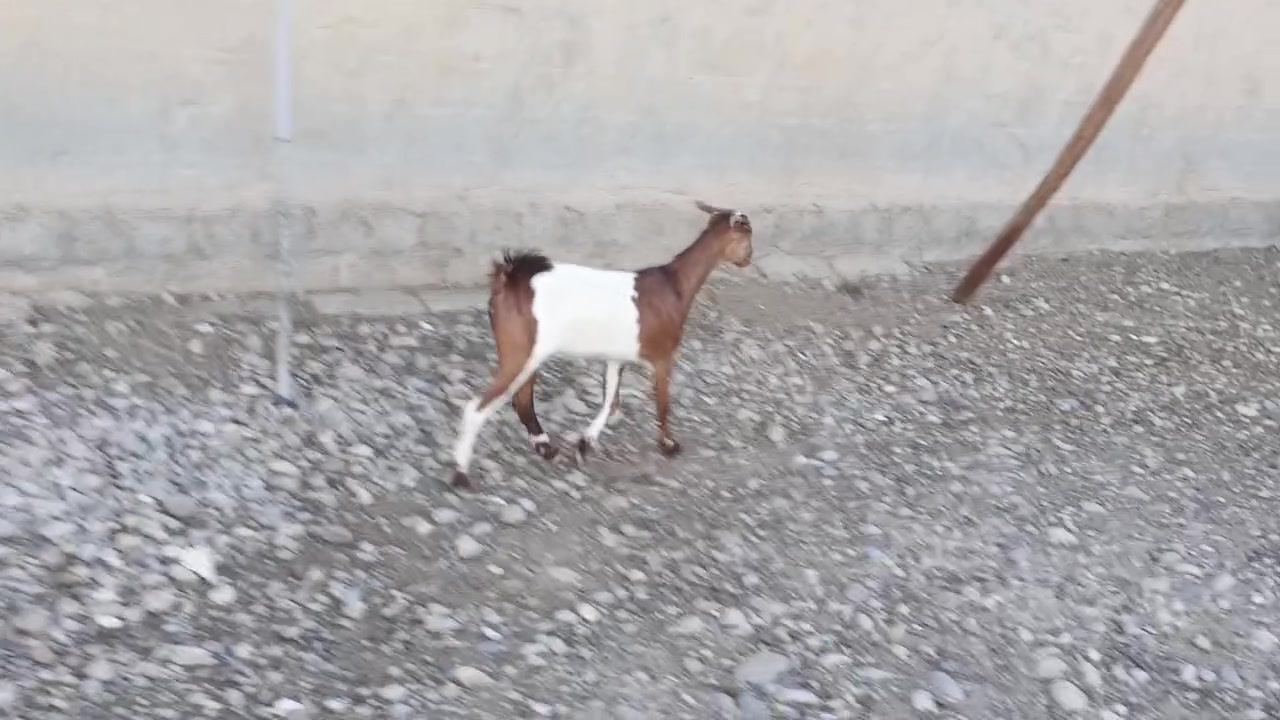 قطرية • عشرة • بيجي الحي العصري