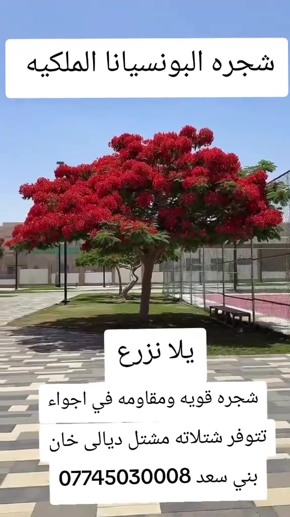 البونسيامه الحمره
تتوفر شتلاته مشتل ديالى خان بني سعد ***********
