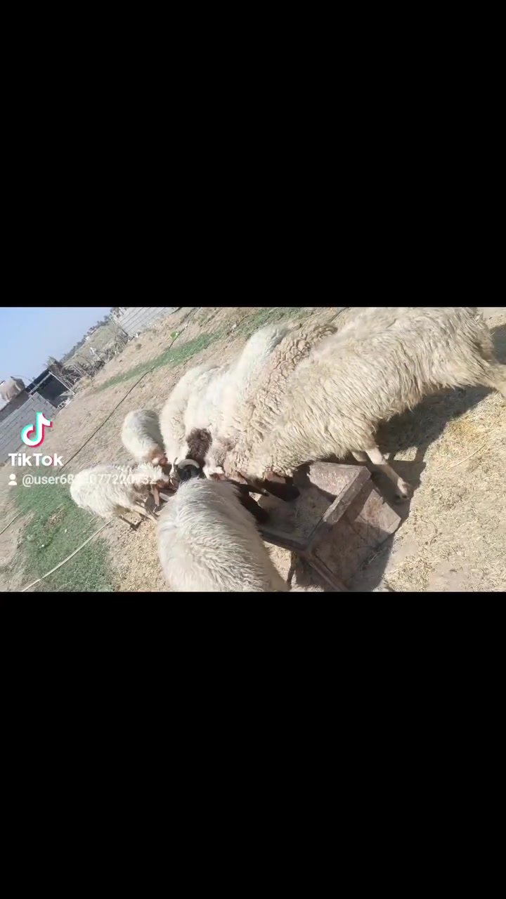 بسم الله الرحمن الرحيم حلال للبيع اسمع تفاصيل الحلال يلا تتصل على الرقم حلال العدد 9 حلال مال جني حلال بس جوعان راد له اكل ب حلال بي 7 ماخذات الفحل امانه الله مالات جني ونظيفات سن وشطر. صور سنون الحلال بالمنشور مكانهن بغداد المشاهده قرب التاجي سعر الزوج 500 قفل بدون عمله. ‪***********
