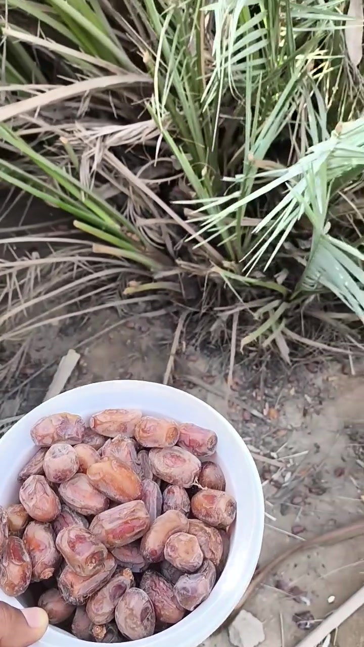 فسائل • شويثي اصفر • أحواض