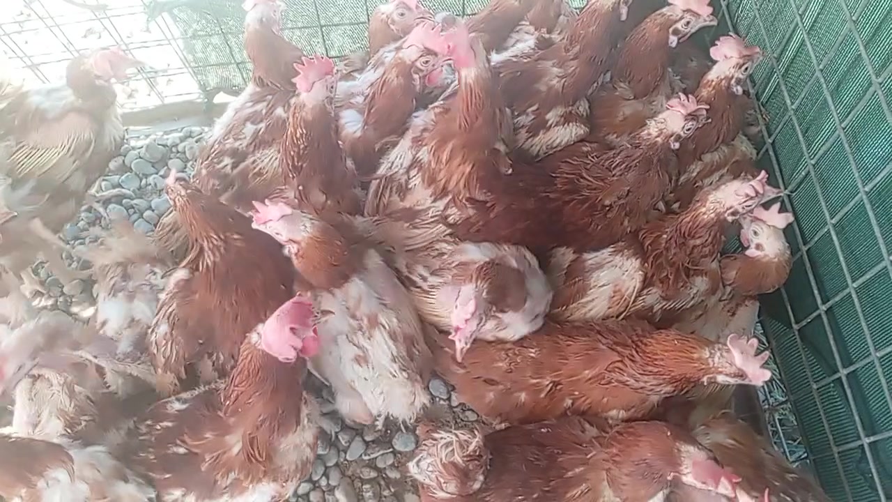 بسم الله ماشاء الله
للحجز والاستفسار الاتصال على الرقم التالي ***********
٤ دجاجات ١٠ الف
