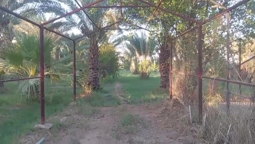 🌴 بستان ومزرعة مميزة للبيع
المساحة: 4 دونم سند 25 ركن 
الموقع: بالقرب من محطة وقود (بانزين خانة) بدر الدجى، وتبعد عن الشارع العام مسافة 300 متر فقط.
✨ أهم المواصفات والخدمات:
📑 الوضع القانوني: تحتوي على إجازة بستان رسمية.
🌴 الزراعة: مزروعة بالكامل بالنخيل والأشجار المتنوعة.
💧 وفرة المياه: متوفر فيها ماء زراعي لسقي المزروعات، بالإضافة إلى ماء إسالة (صالح للشرب).
⚡ الكهرباء: خط كهرباء موجود وواصل للمزرعة.
🔄 ملاحظة: البيع أو التسليم بنظام المداور (ثاني يوم).
تفاصيل اكثر إتصال برقم 
***********
