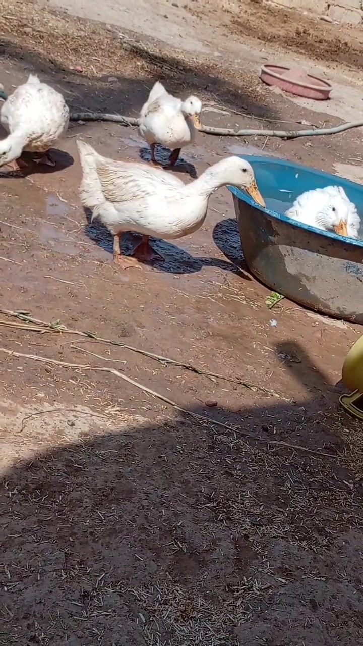 بطات • عدد ٥ • للبيع