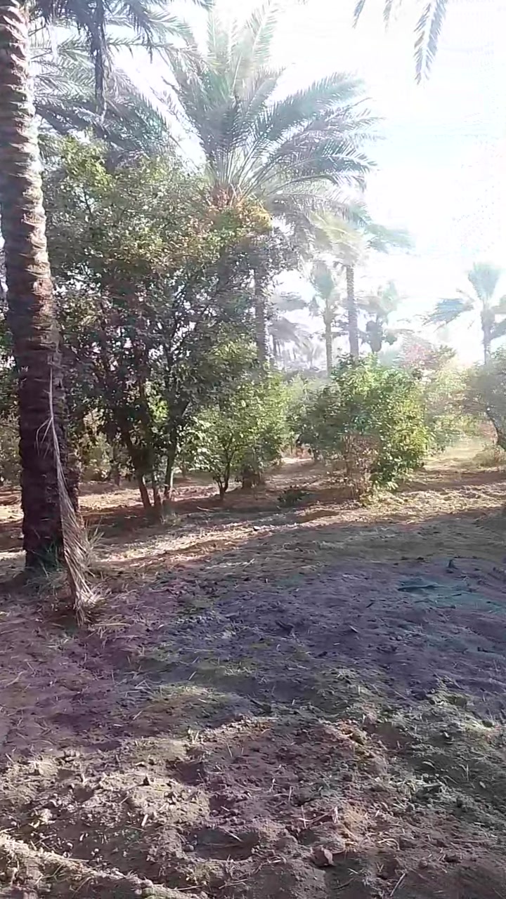 السلام عليكم 
للبيع 
بستان ملك صرف المساحة 1دونم شاطئ التاجي خلف معسكر التاجي منطقة البوشاوي يحتوي البستان على اشجار النخيل 🌴🌴 والبرتقال 🍊🍊 والحامض واشجار الالنكي
كامل الخدمات ماء كهرباء تبليط حصة ماء من نهر دجلة تفاصيل اكثر الاتصال على الرقم التالي 
***********
***********  ابو وسام @إشارة

