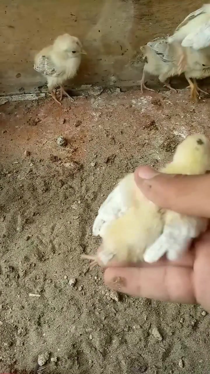 فراخ دندراوي • فراخ كريمي • ٣٠ فراخ