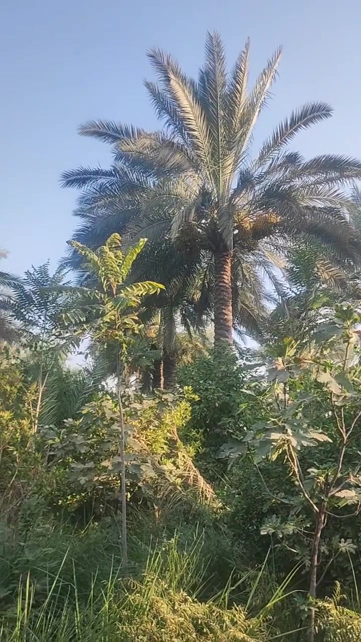 بستان مسيج للبيع 
المساحة 10 دونم 
طابو زراعي سند 25 
بعقوبة بهرز منطقة العبارة 
للاستفسار ***********
