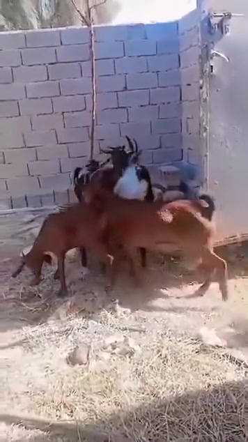 ٨ صخول • ٤ نثايه • ٤ افحل