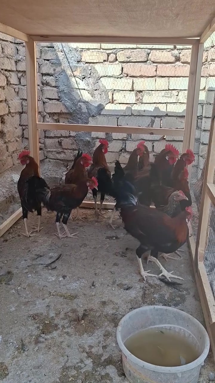 ديوجة كويتي شمسي • زوج • صحة فول