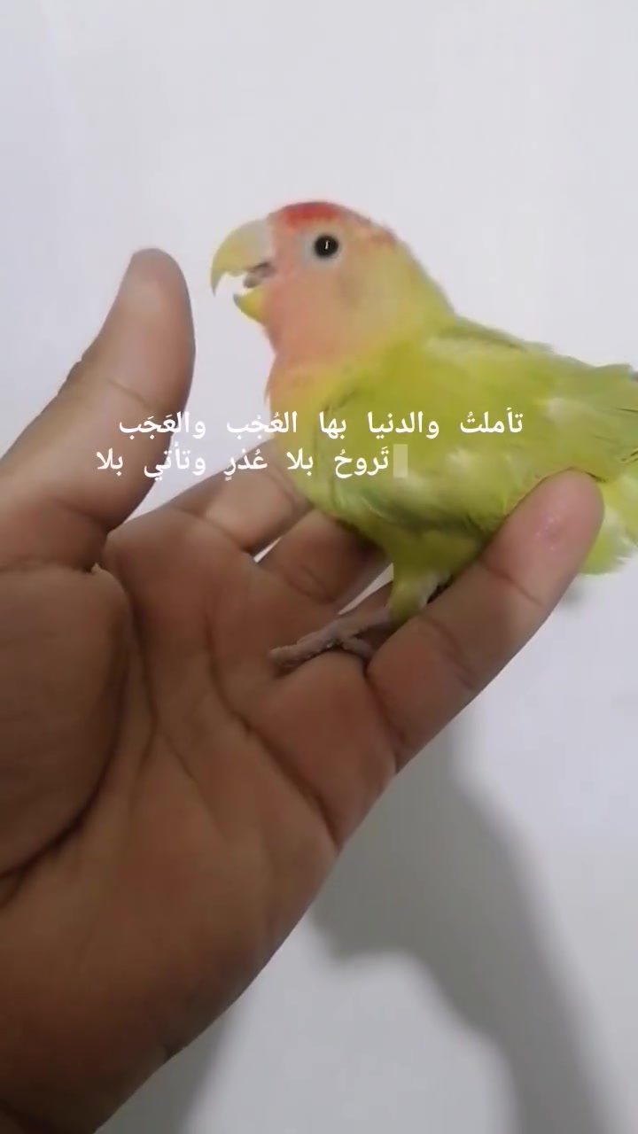 متوفر مابي اي عضه جنح كامل سعر تك 25 
مكاني بابل المسيب حي جايد يم دائره الطفاء المسيب
متوفر خدمه توصيل لكافه أحياء المسيب عن طريق شركه المسوكجي
***********
متوفر واتساب +فيس
